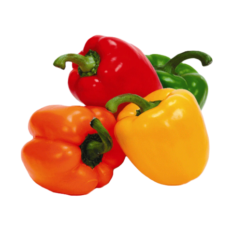 capsicum
